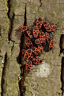 Jardin: Firebug, Luzarches, Jardin, Val-d'Oise, France