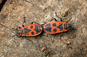 Apterus: Firebug - Mating