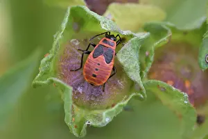 Pyrrhocoridae: Firebug (Pyrrhocoris apterus), nymph, Germany, Europe