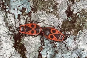 Bugs: FIREBUGS - MATING