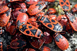Pyrrhocoridae: Firebugs (Pyrrhocoris apterus), Maccagno, Italy
