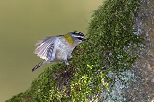 Extracting: Firecrest - extracting moss from branch for nest