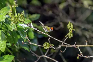 Raised: Firecrest - Male - UK