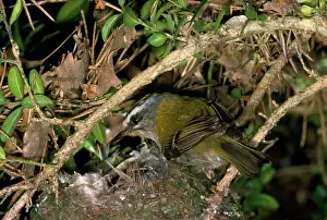 R T Smith: Firecrest - at nest