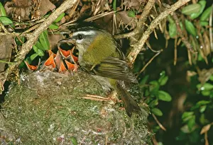 R T Smith: FIRECREST - at nest with chicks