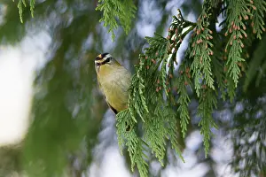 Ignicapillus: Firecrest - perched on conifer tree branch