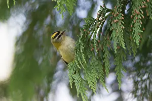 Ignicapillus: Firecrest - perched on conifer tree branch