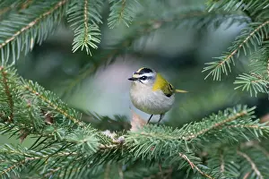 Helder: Firecrest (Regulus ignicapilla) male, Den Helde