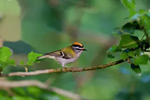 Firecrests: Firecrest - showing crest in woodland