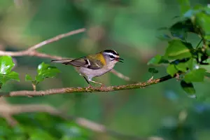 Firecrests: Firecrest - singing on perch in Woodland