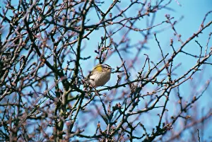 Firecrests: FIRECREST - in tree