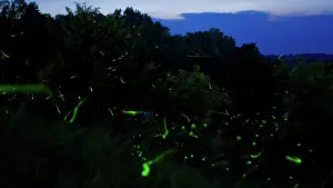 Fireflies: Fireflies