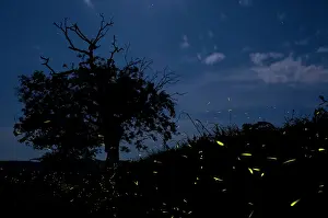 Flashing: Fireflies - The flight of male