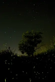 Fireflies: Fireflies - The flight of male Fireflies during