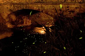 Fireflies: Fireflies - The flight of male Fireflies during