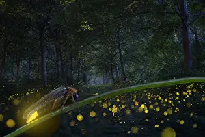 Antennata: Firefly group in forest, Po River, Italy