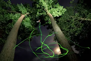 Lampyridae: Firefly (Lampyris noctiluca) in the night during