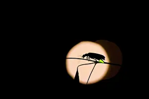 Fireflies: Firefly - male
