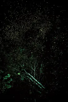 Fireflies: Firefly - mass at night