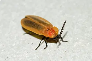 Lampyridae: Firefly - Saba, Bali, Indonesia