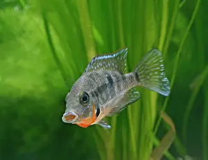 Guatemala: Firemouth cichlid - front view, tropical freshwater