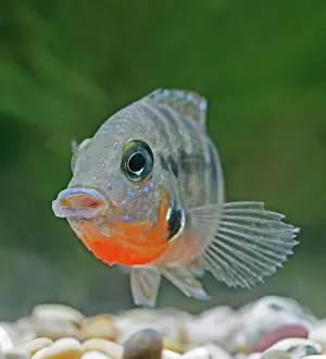 Guatemala: Firemouth cichlid - front view, tropical freshwater