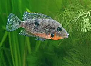Guatemala: Firemouth cichlid - side view, tropical freshwater