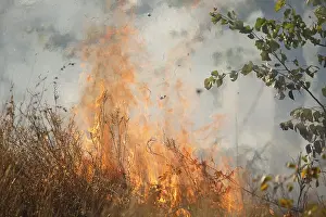 Fires: Fires are sometimes ignited by rangers to reduc