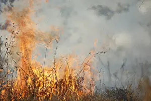 Fires: Fires are sometimes ignited by rangers to reduc