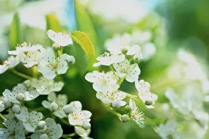 Pyracantha: Firethorn