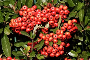 Coccinea: Firethorn - berries