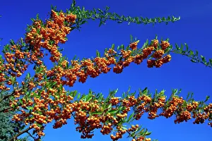 Coccinea: Firethorn - bush wth ripened berries in autumn