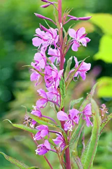 Temp: Fireweed