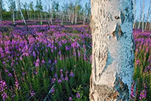 Anwr: Fireweed and Birch Tree Alaska ANWR Arctic National