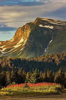 Fireweed: Fireweed in meadow and distant mountain, Lake Clark National