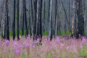 Contorta: Fireweed / Rosebay Willow Herb flowering between