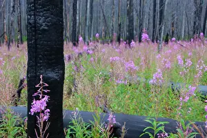 Fire: Fireweed / Rosebay Willow Herb flowering between