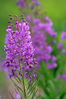 Epilobium: Fireweed / Rosebay willowherb