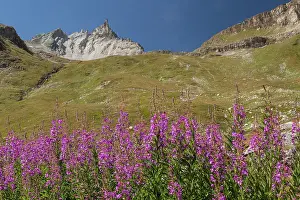 Epilobium: Fireweed / Rosebay Willowherb in flower - with L'aiguille