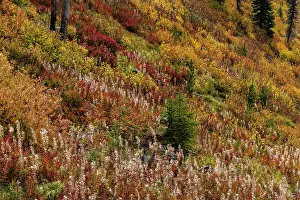 Basin: Fireweed and underbrush in autumn hues in the Jewel
