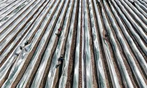 Worker: The first asparagus is harvested from a foil-covered