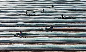 Worker: The first asparagus is harvested from a foil-covered