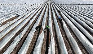 Worker: The first asparagus is harvested from a foil-covered