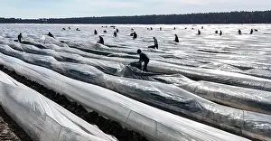 Worker: The first asparagus is harvested from a foil-covered