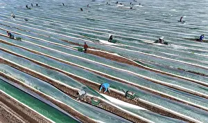 Worker: The first asparagus is harvested from a foil-covered