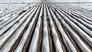 Worker: The first asparagus is harvested from a foil-covered