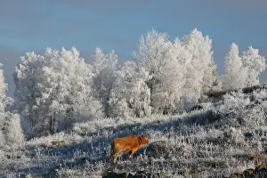 Aubrac: First frost on the Aubrac France Lozere