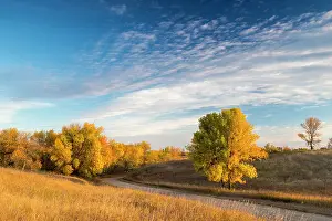 Dakota: First light on green ash trees in autumn