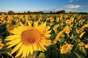 Remy: First light of sunrise on a field of sunflowers