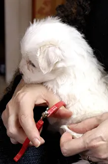 Bichon: First manicure for a Coton de Tulear Puppy